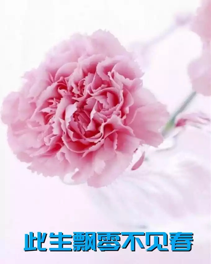 此生飘零不见春