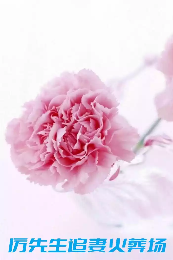厉先生追妻火葬场小说